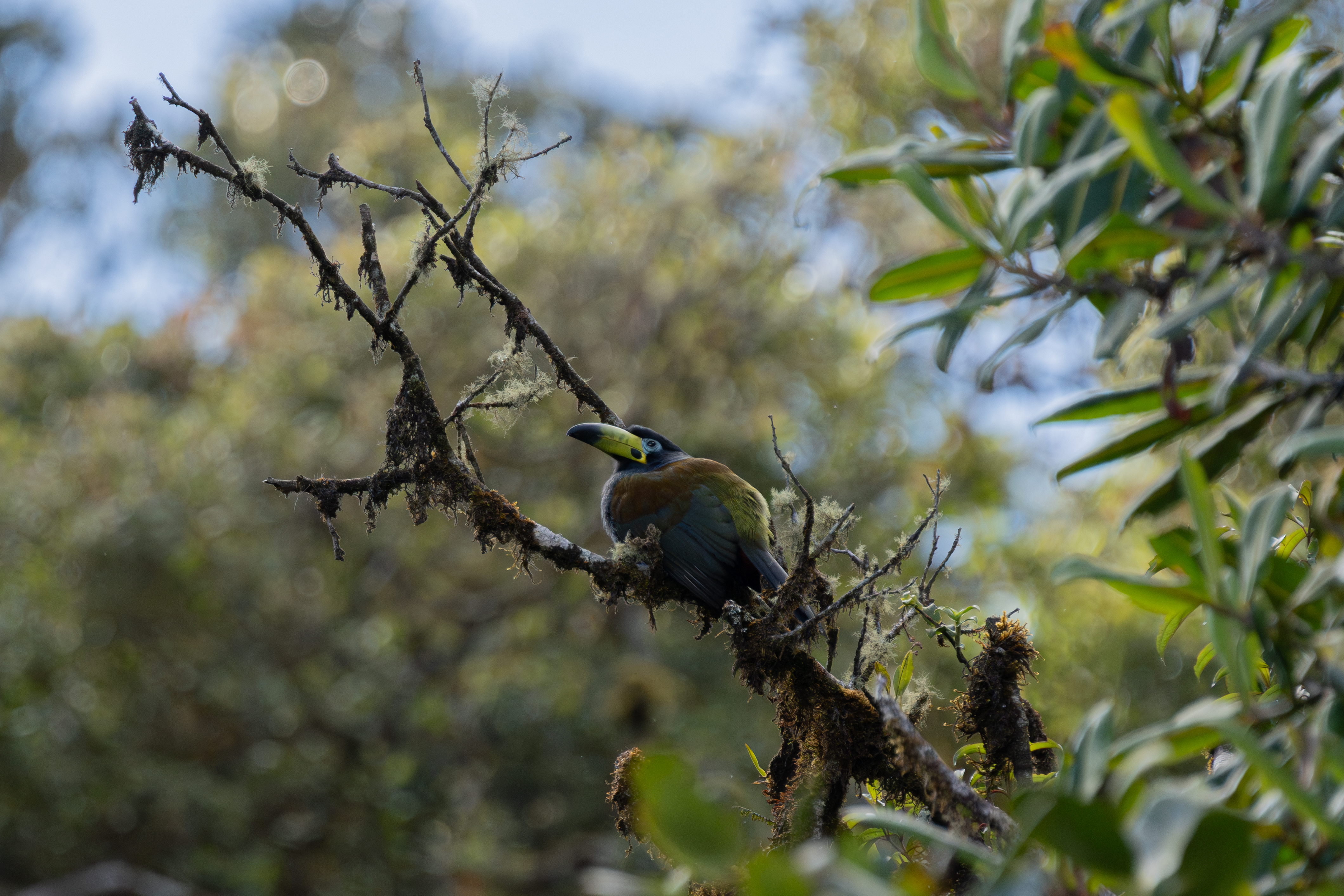 Birds